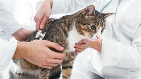 rabies kucing  Munculnya pandemi Covid-19 menyebabkan pelaksanaan vaksinasi rabies pada anjing di wilayah Sanur mengalami keterbatasan,